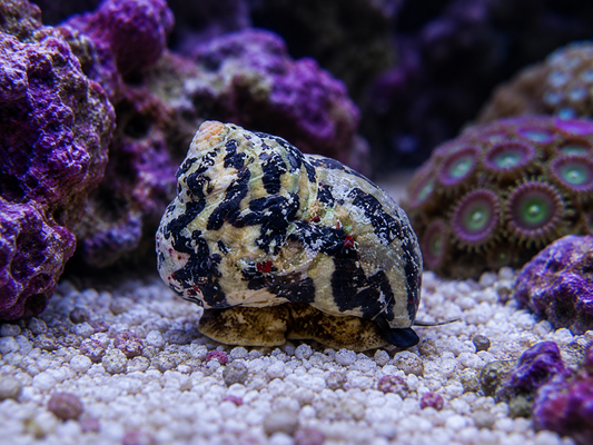 A small sea slug or marine invertebrate with a mottled beige, black, and yellow shell-like body resting on white sand in a coral reef aquarium, surrounded by purple coral and green polyps.