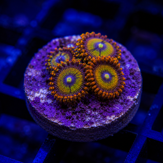 Zoa Frag