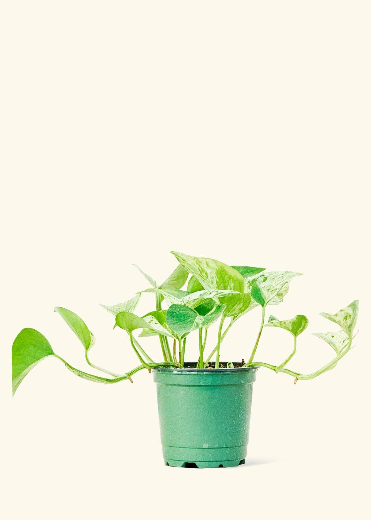 Pothos 'Marble Queen' (4"  Pot): MD