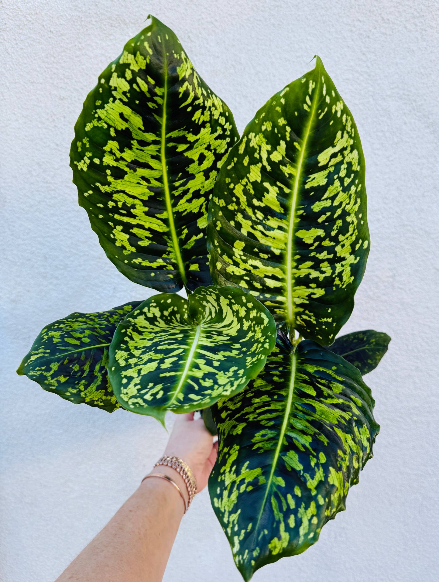 Dieffenbachia Reflector