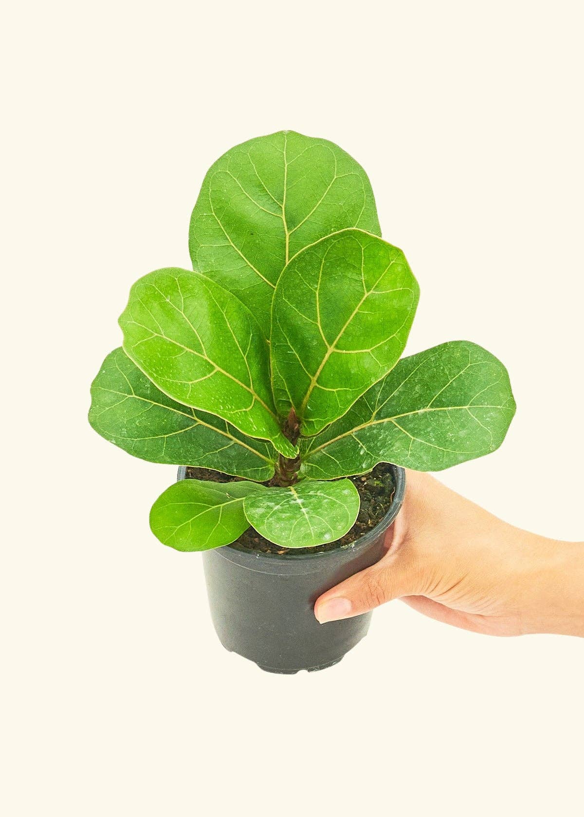 Fiddle Leaf Fig Live Plant (4" Pot): MD