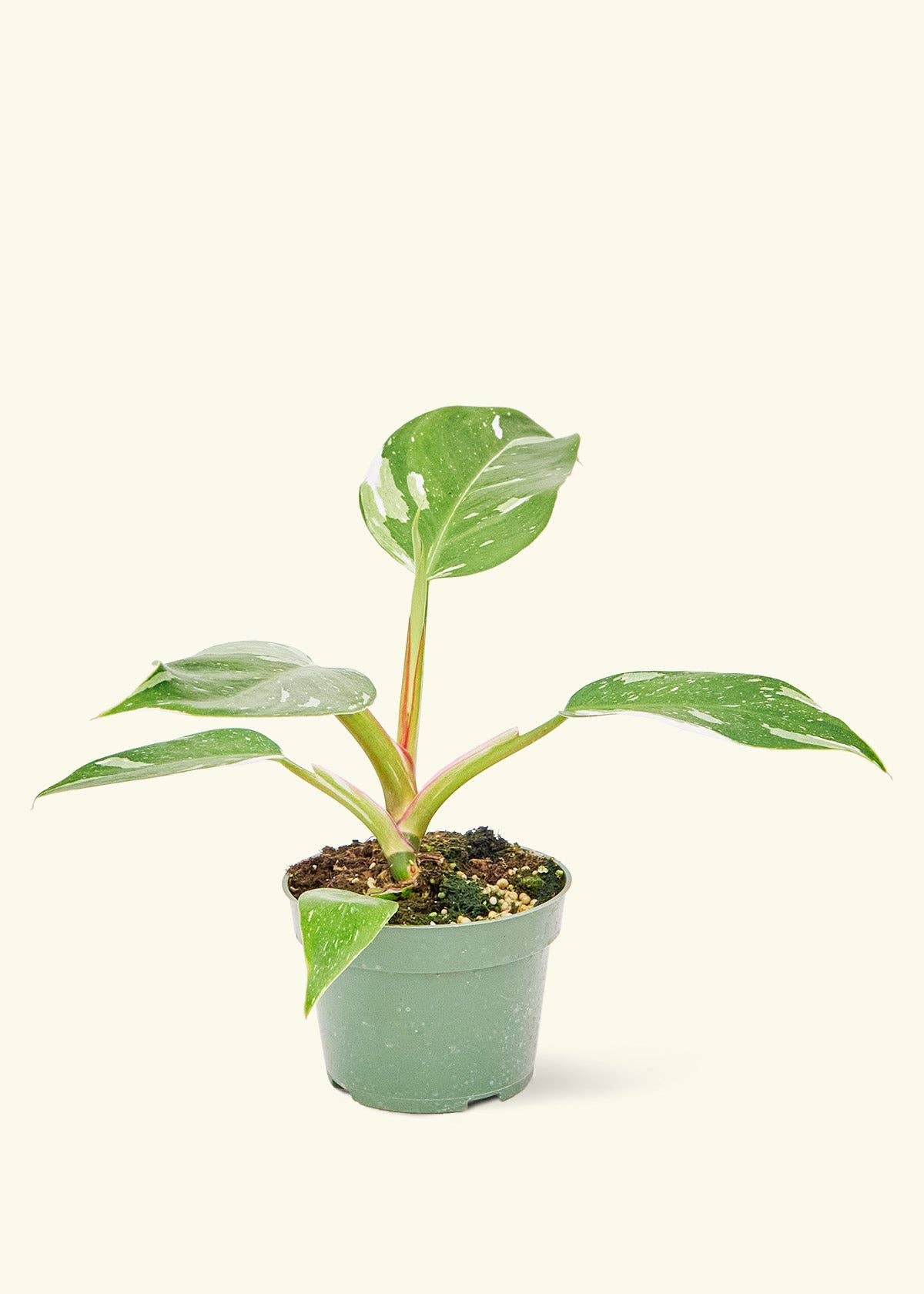 Philodendron 'White Princess' (4" Pot): SM