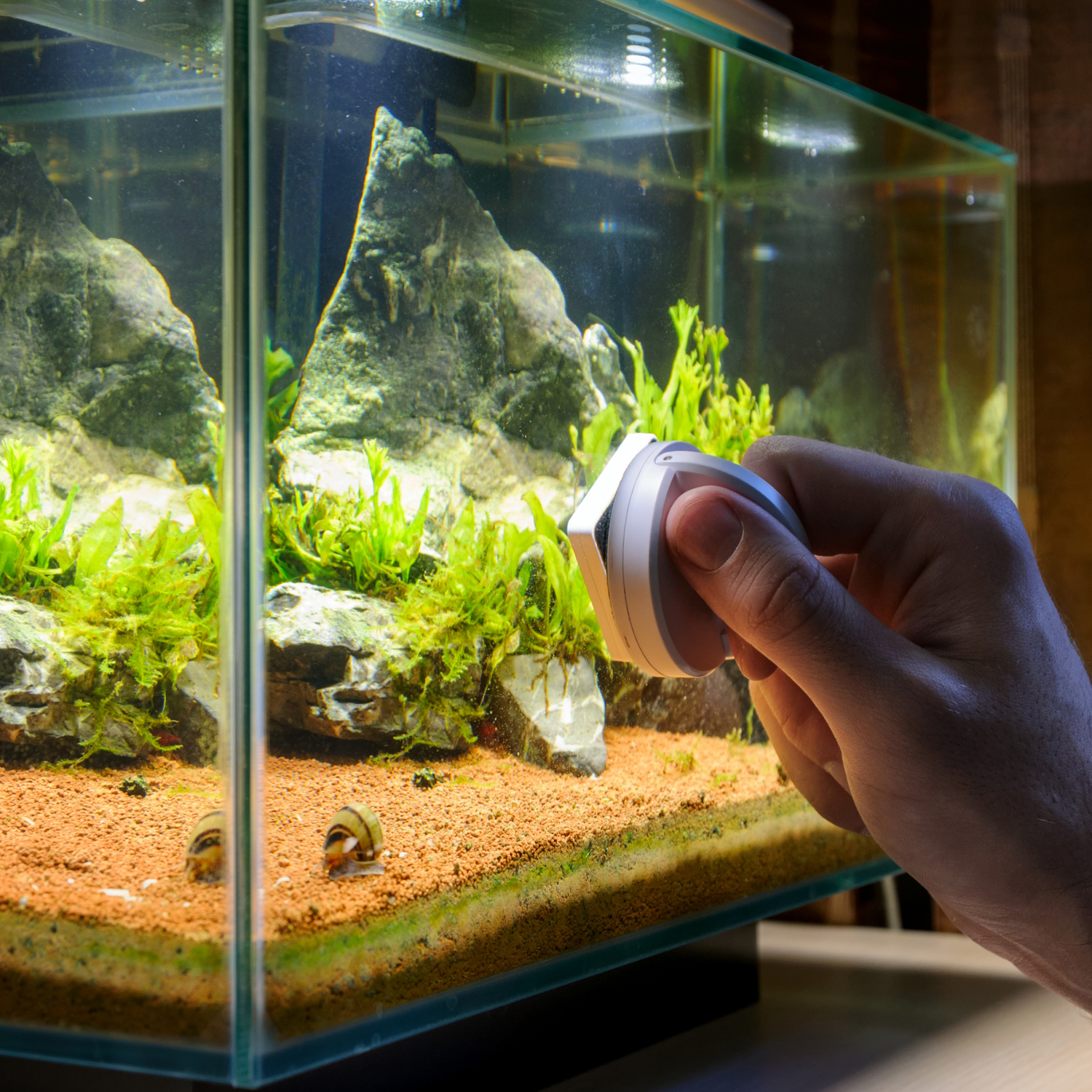 aquarium maintenance services in Jacksonville Beach