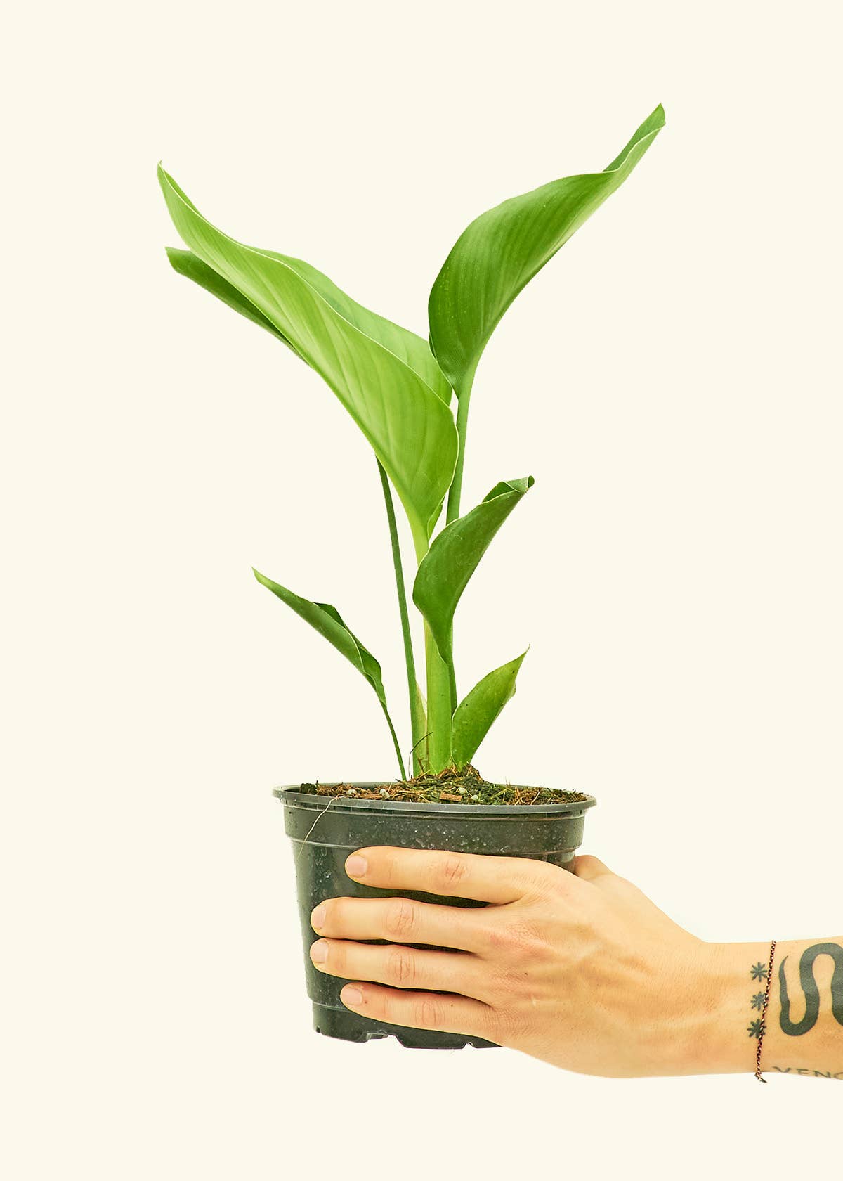 White Bird of Paradise Live Plant in 6" Pot: Medium