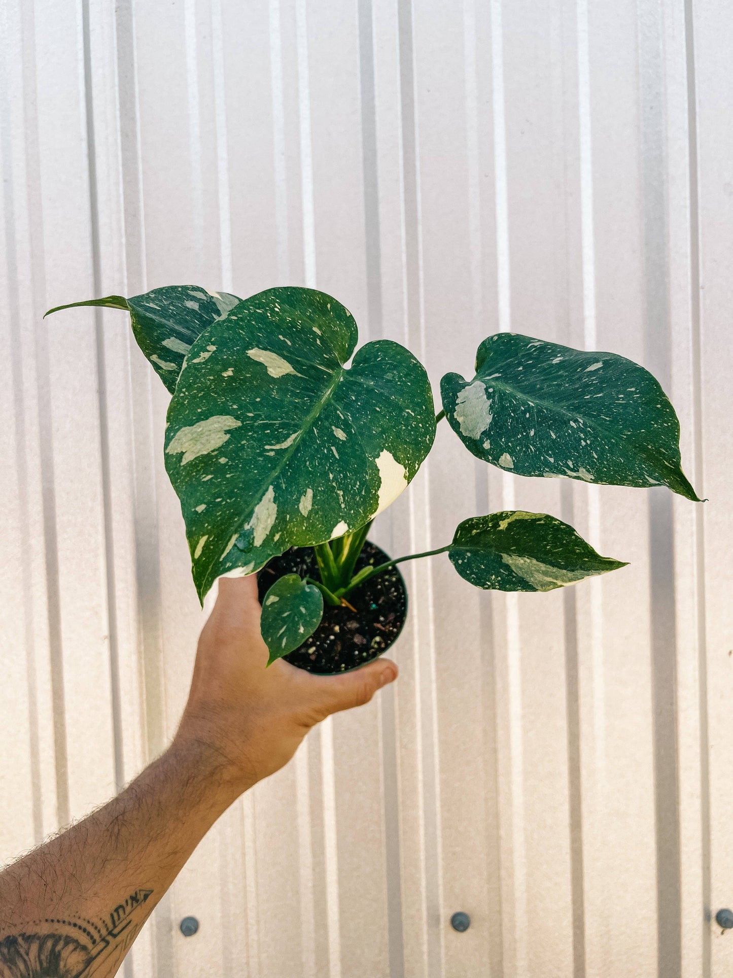 4" Monstera 'Thai Constellation'