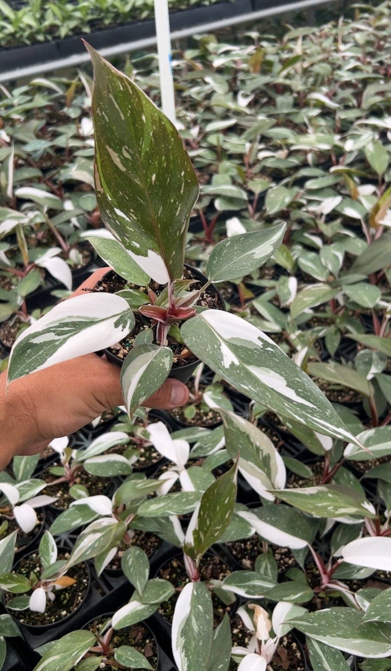 4" Philodendron Red Anderson 'Pink Knight'