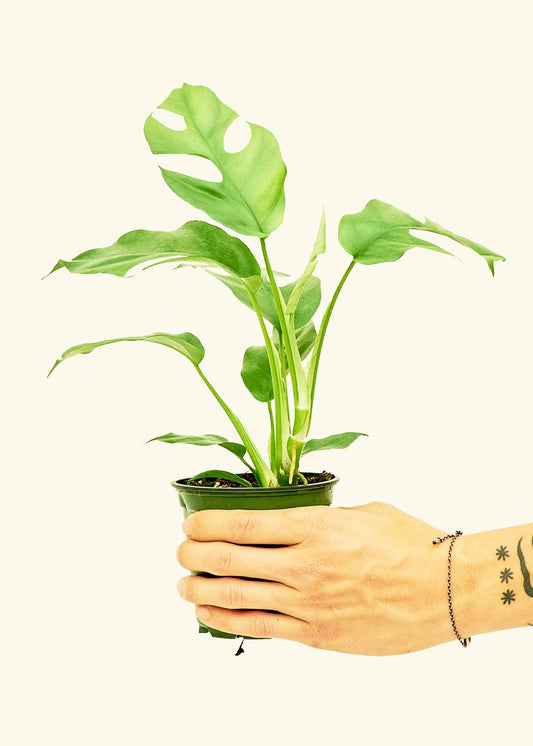 best beginner houseplants Jacksonville