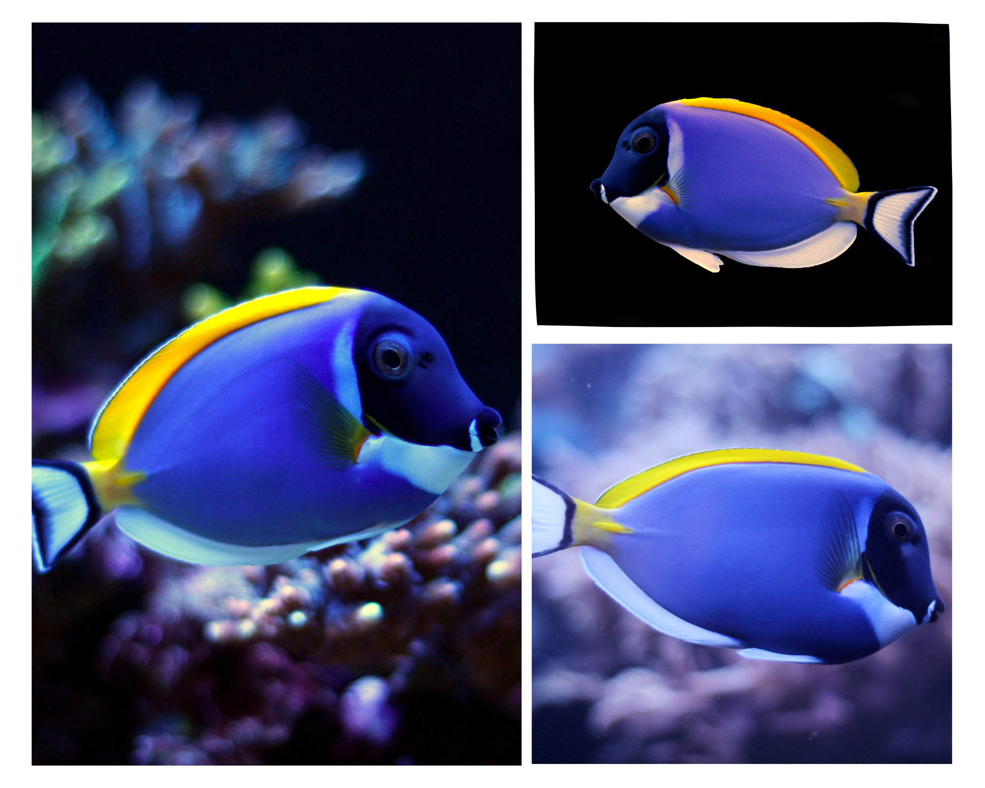 Powder Blue Tang – Natural Environment Aquatix