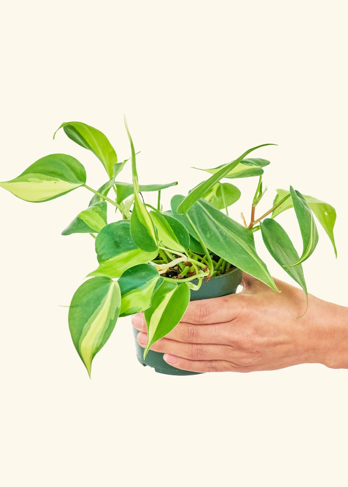 Philodendron 'Brazil' (4"  Pot): MD