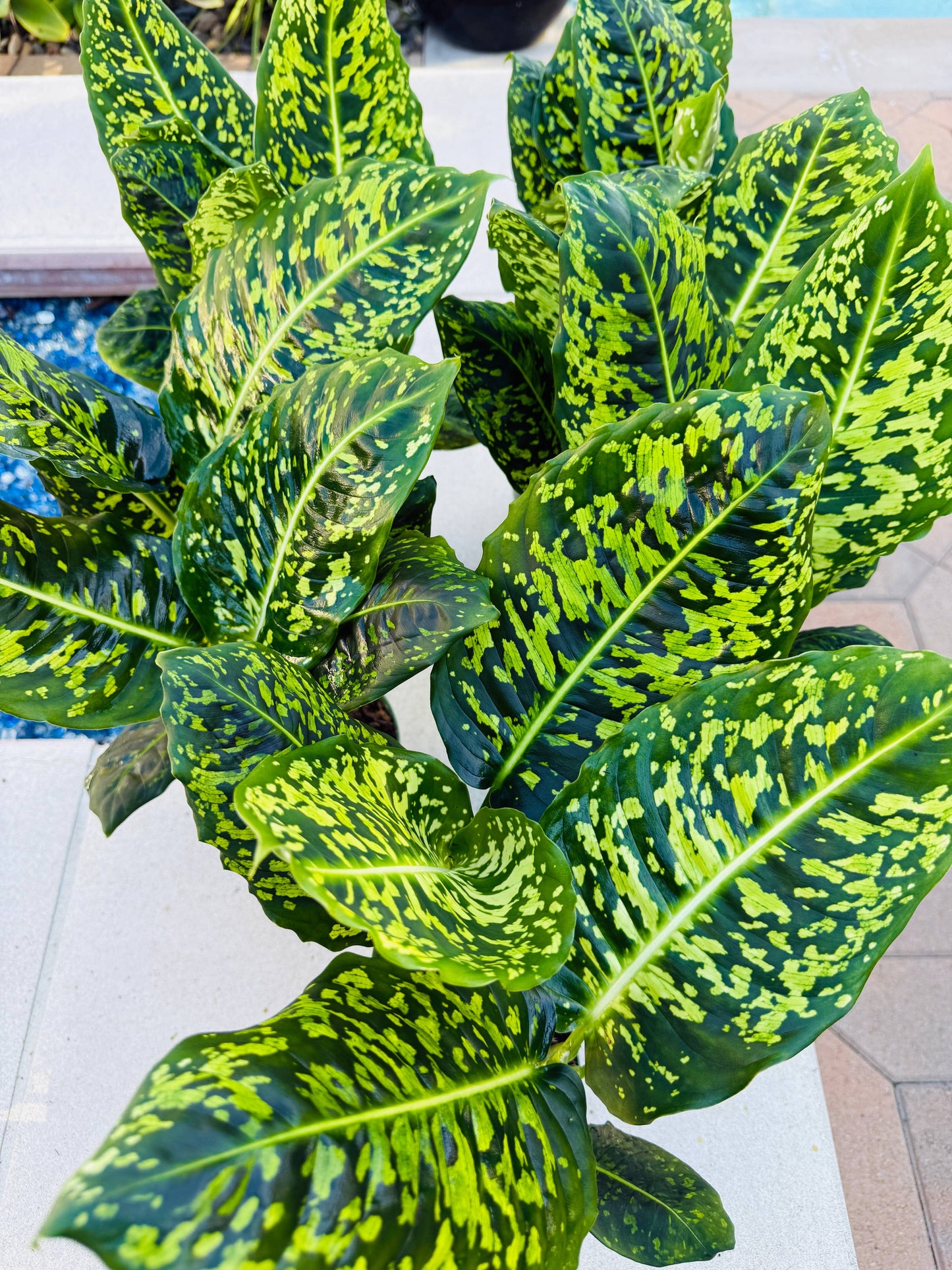 Dieffenbachia Reflector