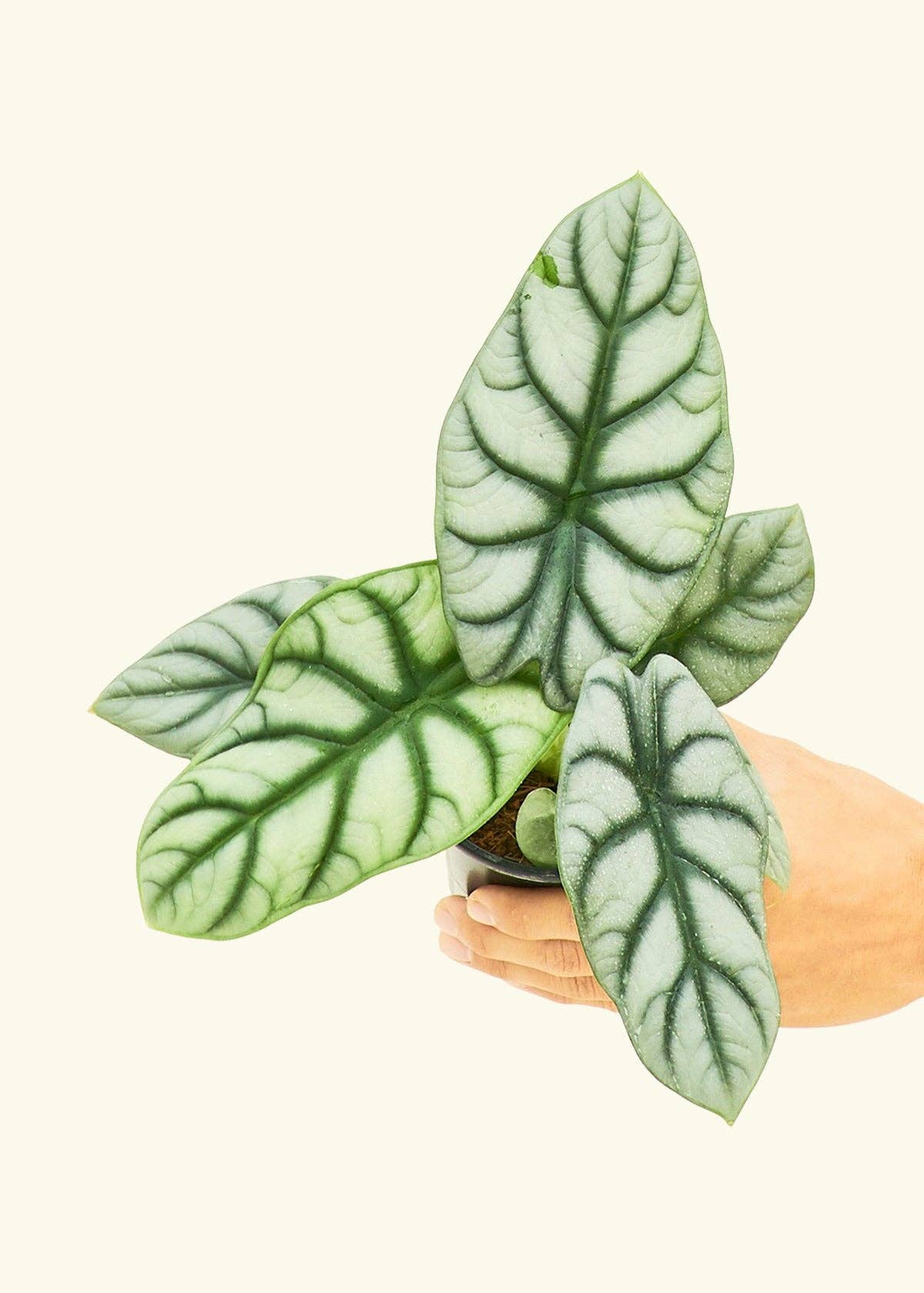 Alocasia 'Silver Dragon' (4" Pot): SM