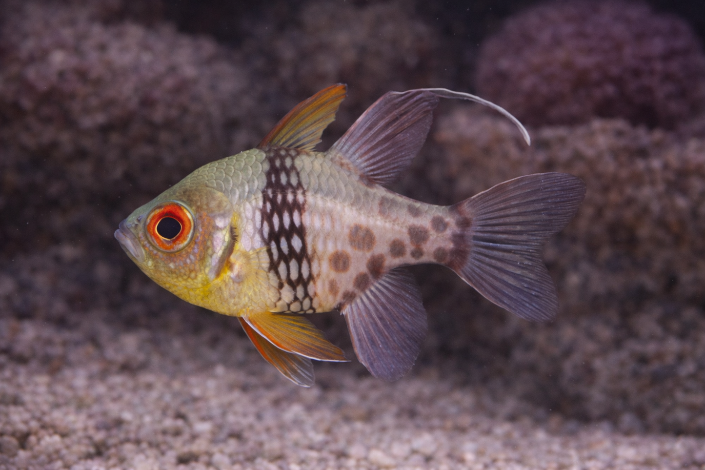 cardinal fish 