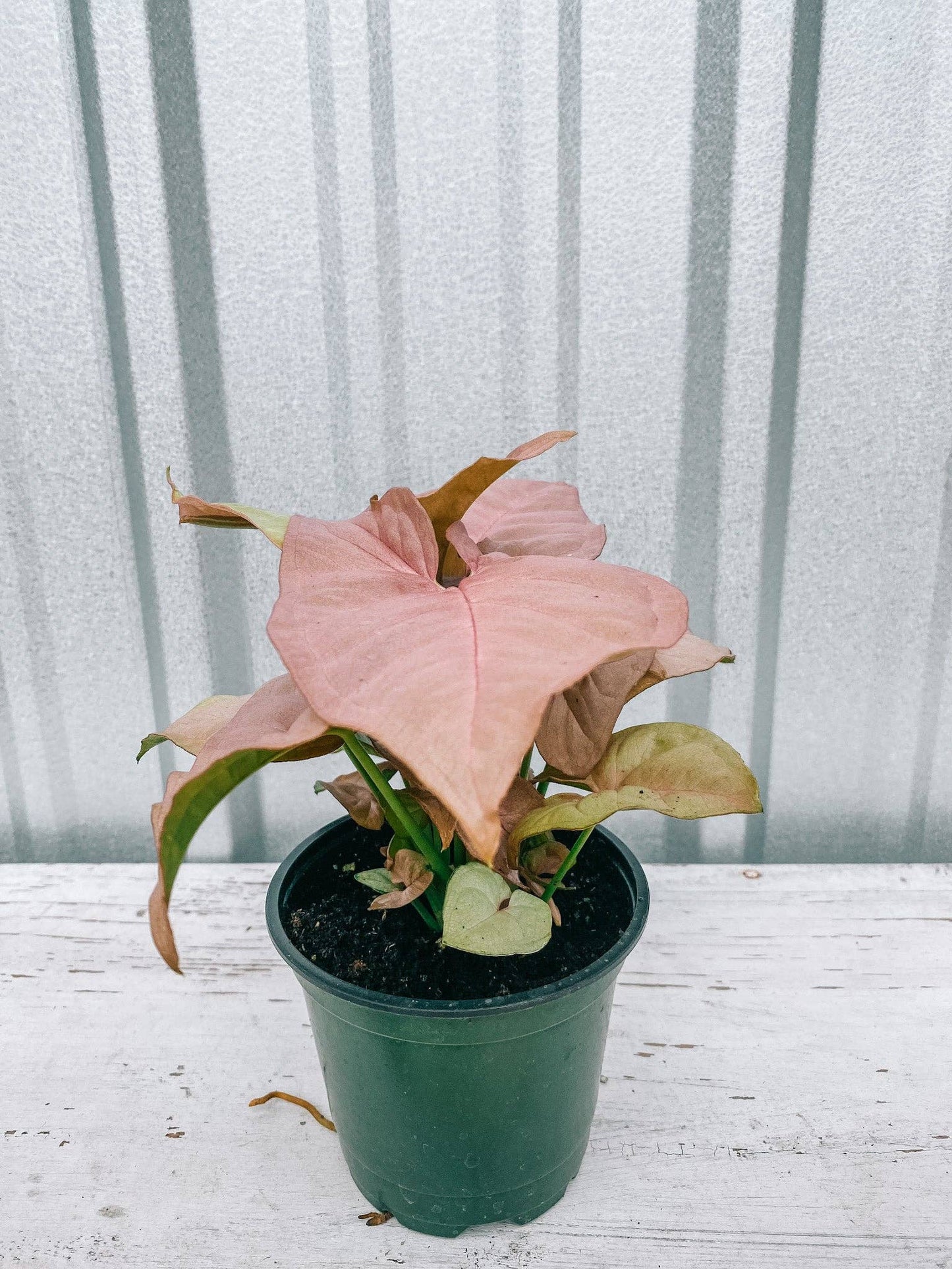 4" Syngonium 'Neon Pink'