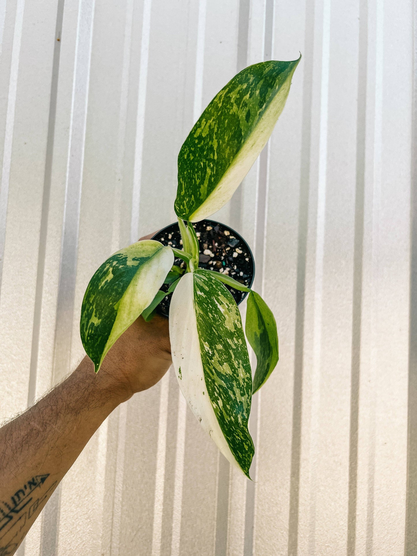 4" Philodendron 'Jose Buono Fiesta'