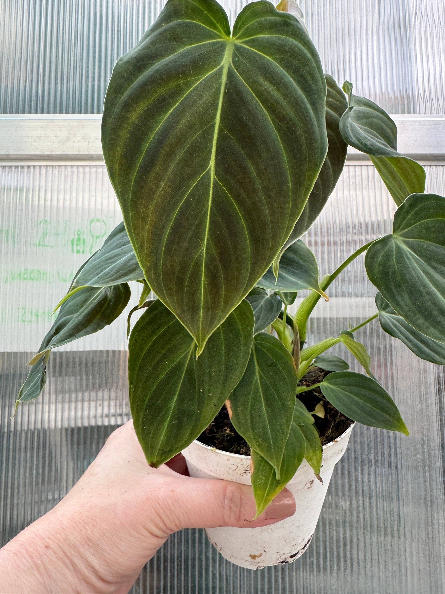 Philodendron Splendid