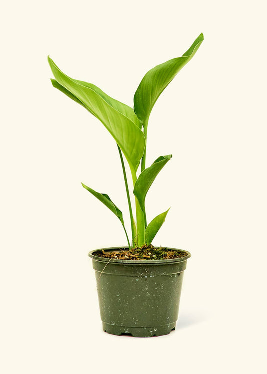 White Bird of Paradise Live Plant in 6" Pot: Medium