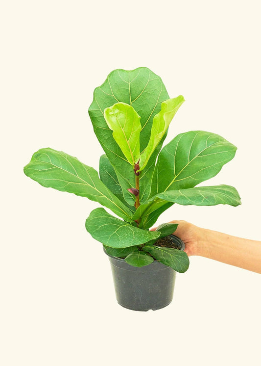 Fiddle Leaf Fig Live Plant (4" Pot): MD