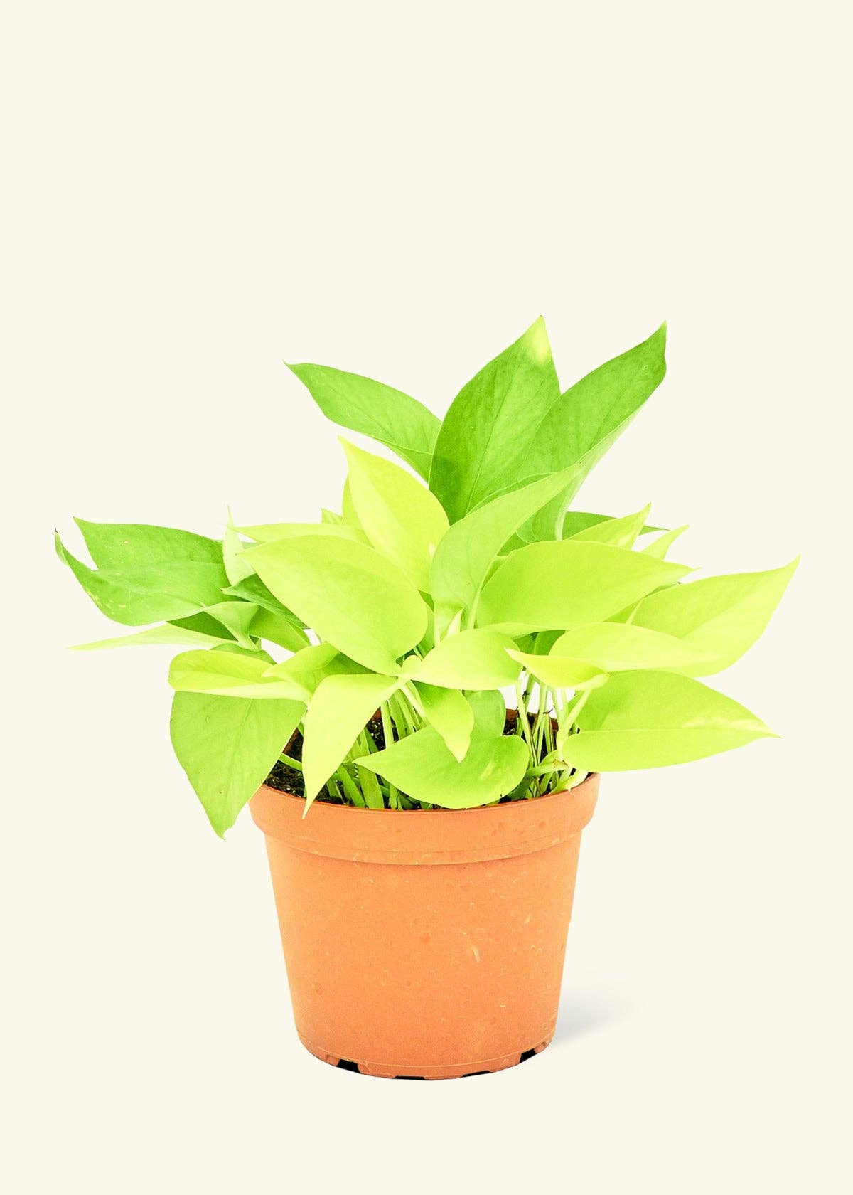 Neon Pothos (4" Pot): MD