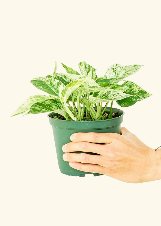 Pothos 'Marble Queen' (4"  Pot): MD