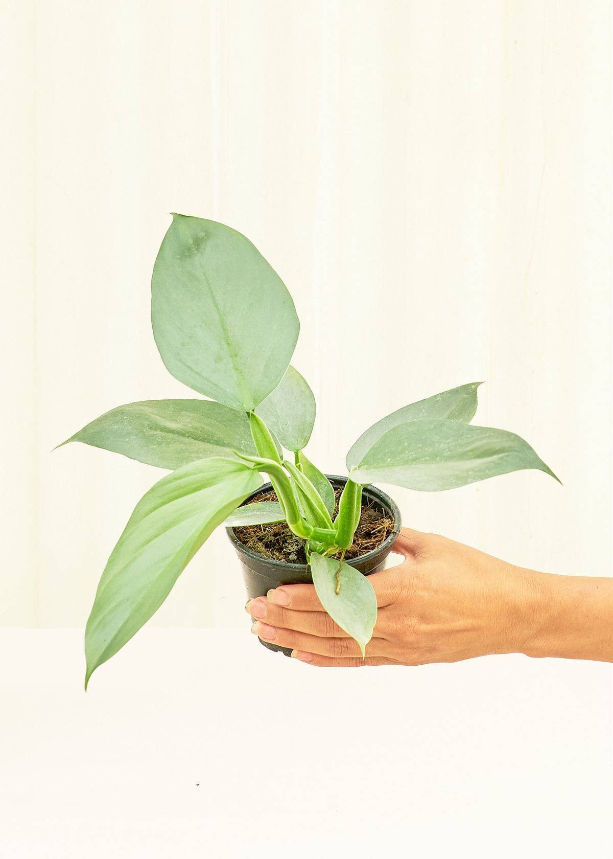 Philodendron 'Silver Sword' (4" Pot): SM