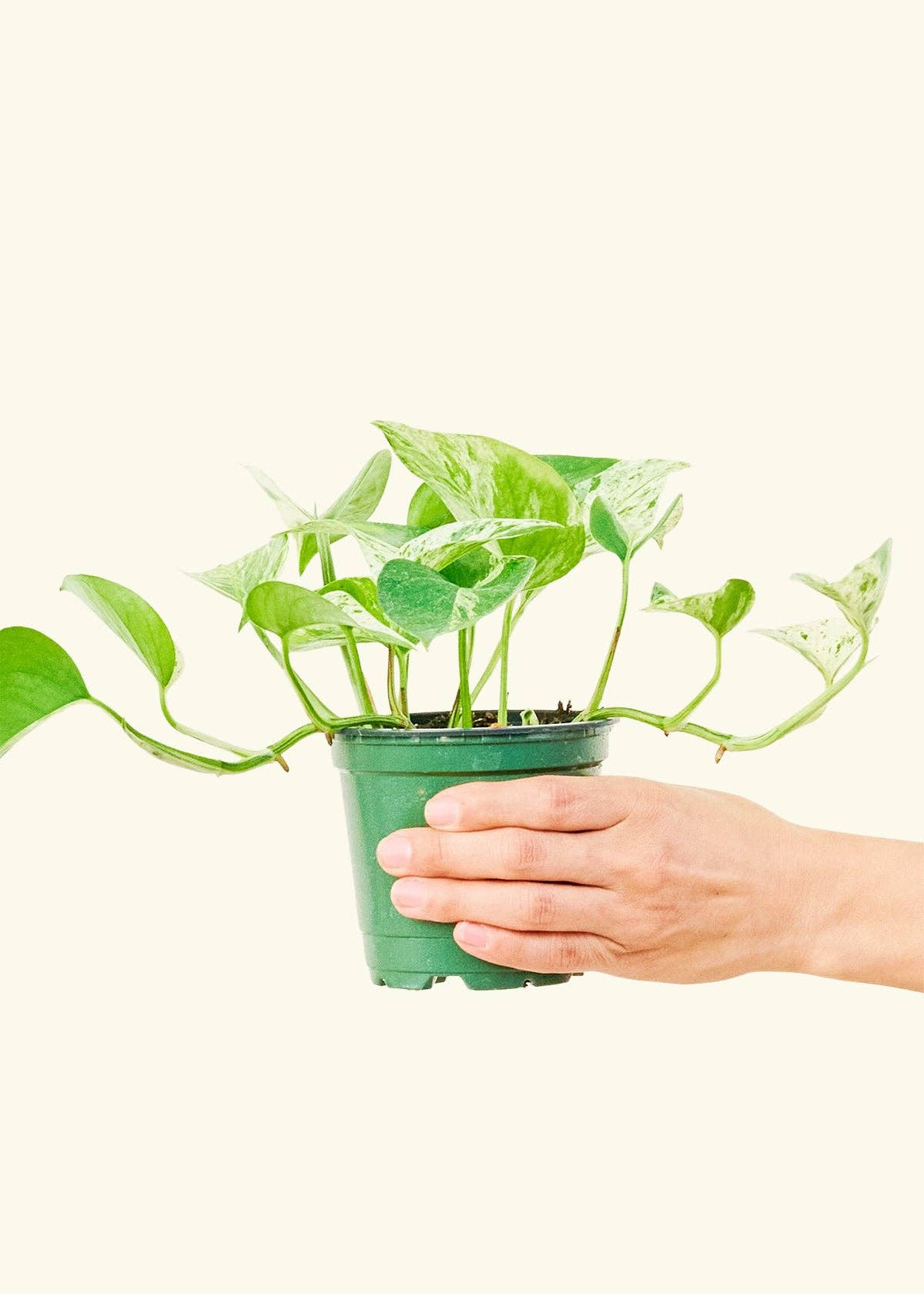 Pothos 'Marble Queen' (4"  Pot): MD