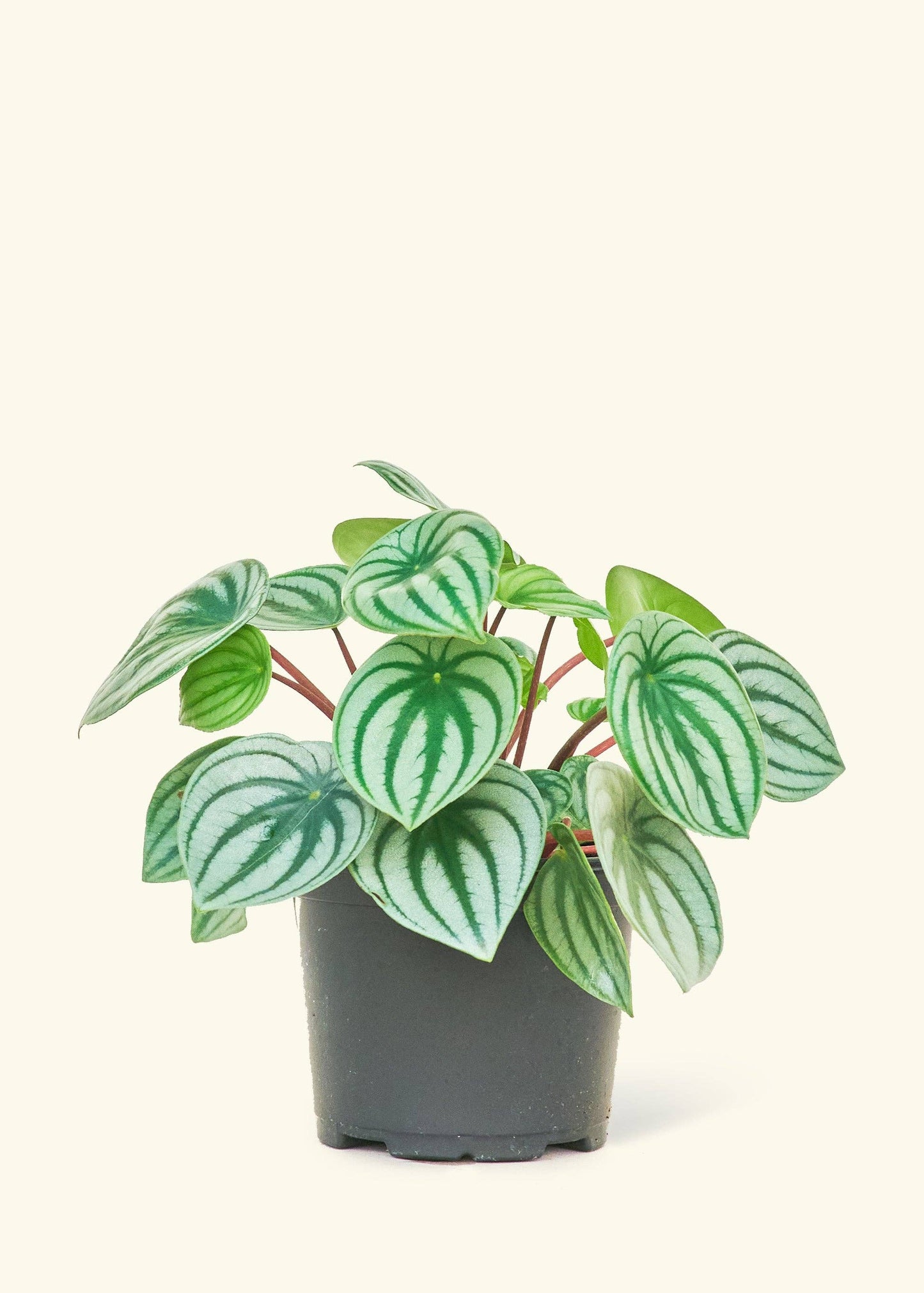 Watermelon Peperomia  SM