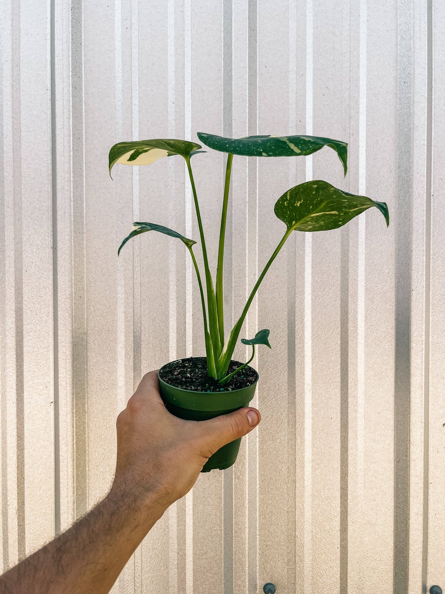 4" Monstera 'Thai Constellation'