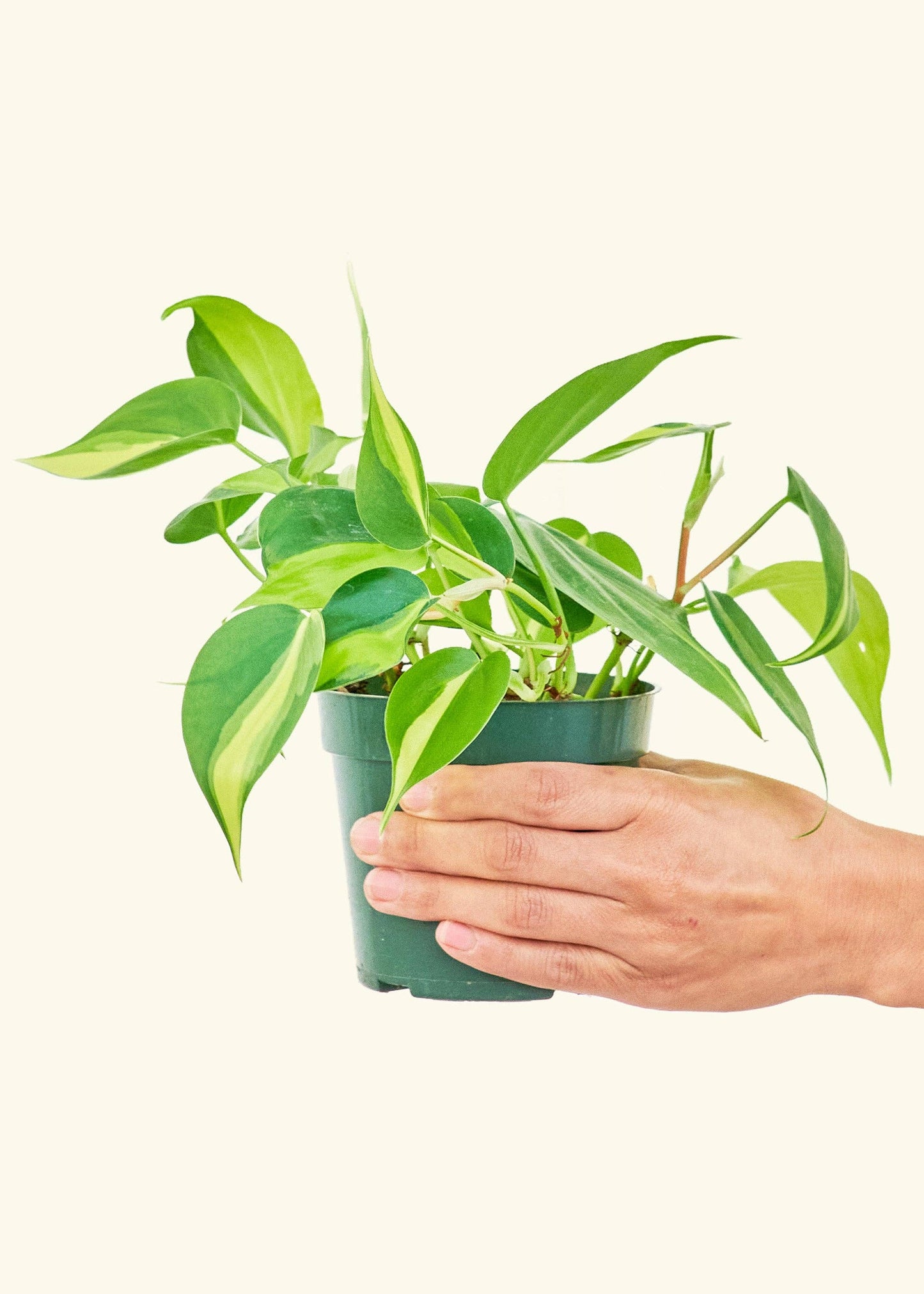 Philodendron 'Brazil' (4"  Pot): MD