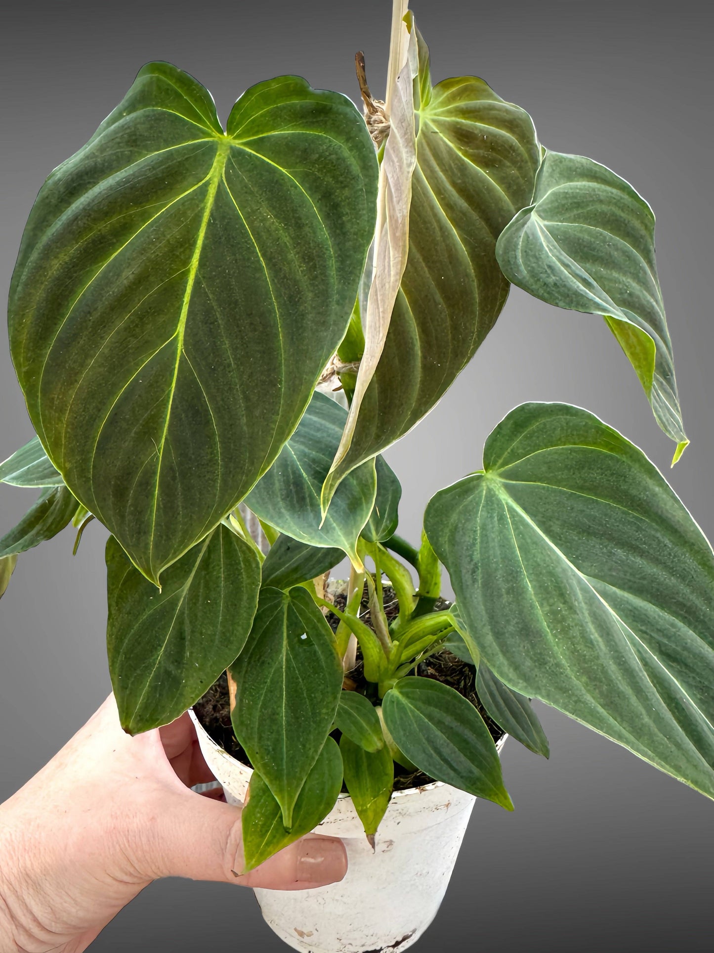 Philodendron Splendid