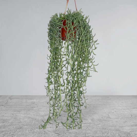 house plants Jacksonville FL