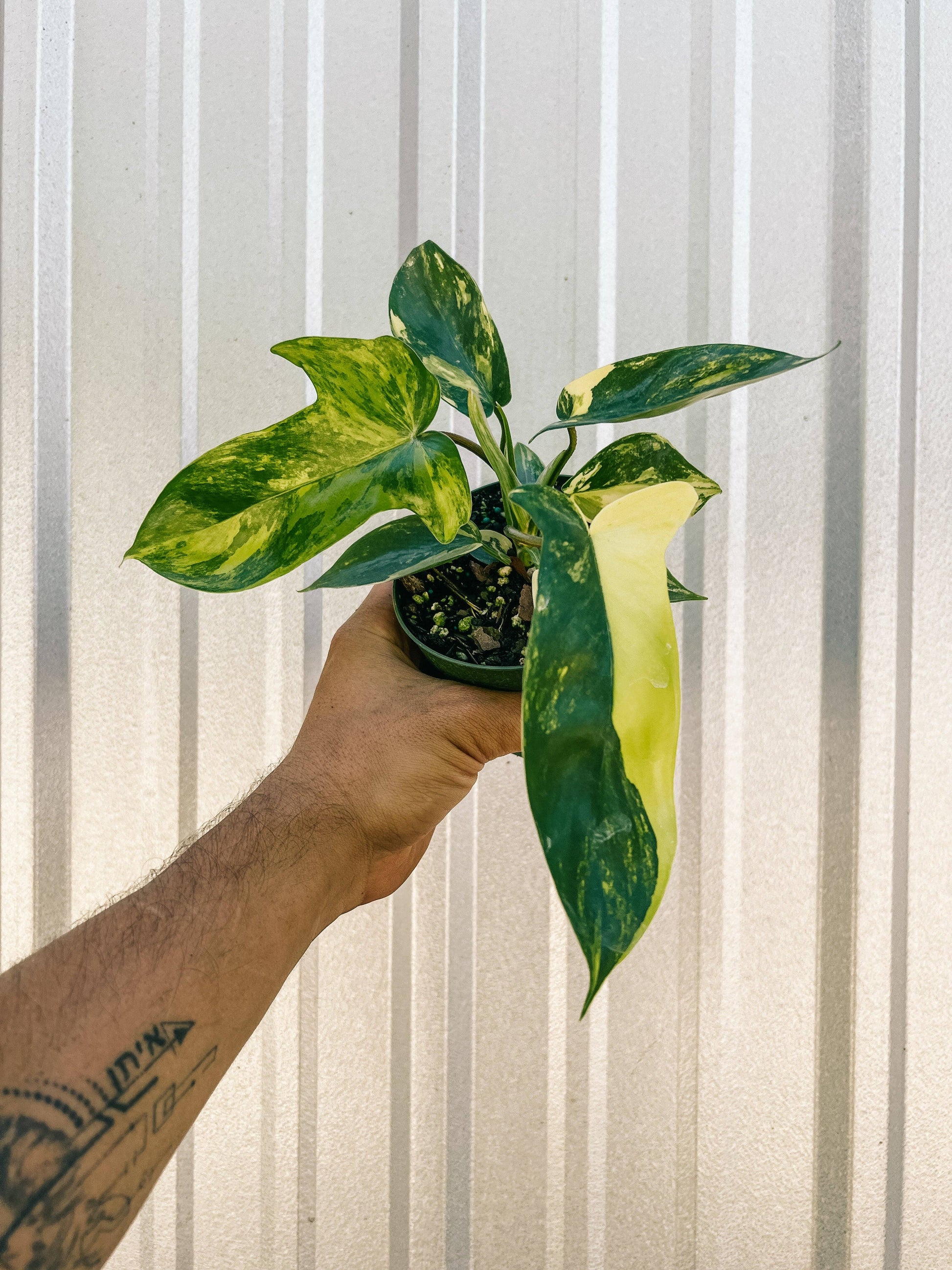 4450 philodendron ct melbourne fl 4" Philodendron Florida Beauty 'Sunrise' – Natural Environment Aquatix