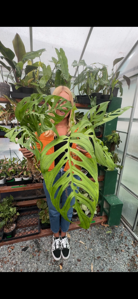 house plant store Jacksonville FL