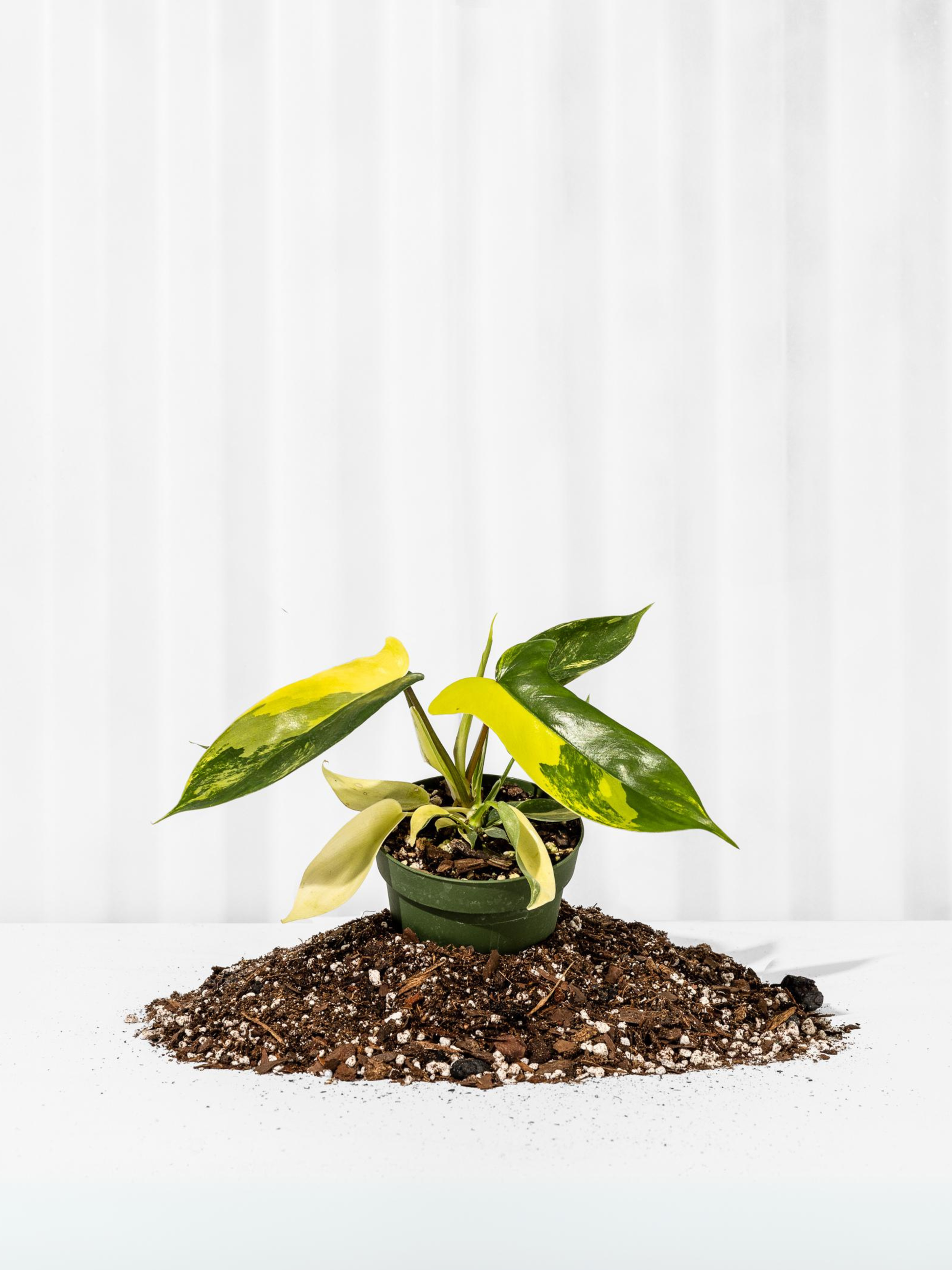 philodendron tropical sunrise 4" Philodendron Florida Beauty 'Sunrise' – Natural Environment Aquatix
