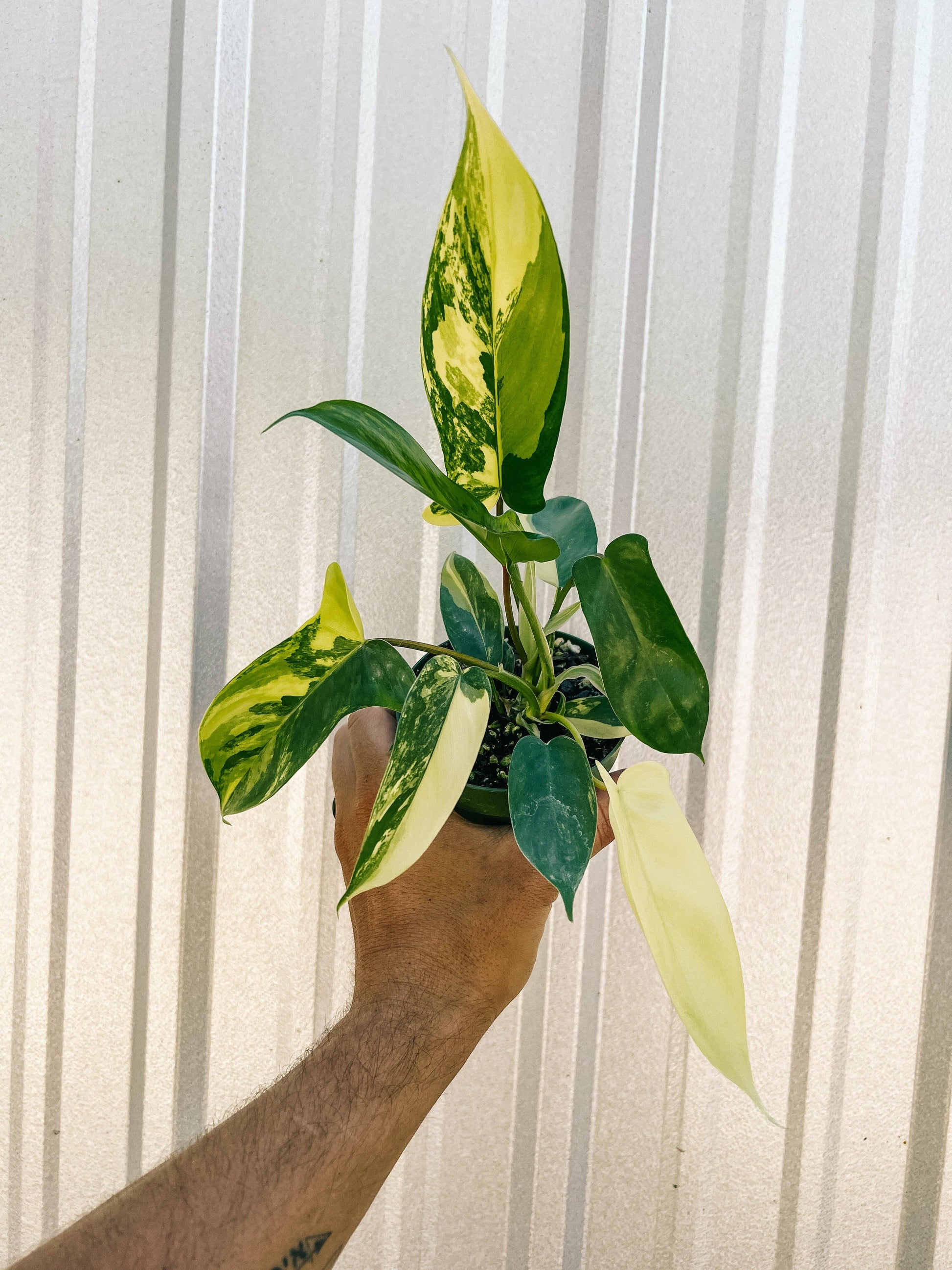 daybreak philodendron 4" Philodendron Florida Beauty 'Sunrise' – Natural Environment Aquatix