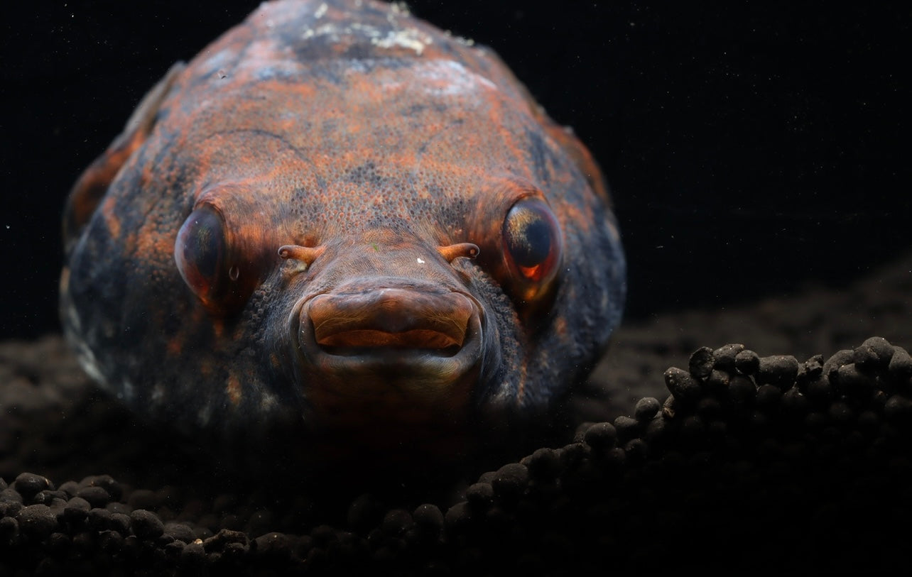 Humpback Dragon Puffer Fish