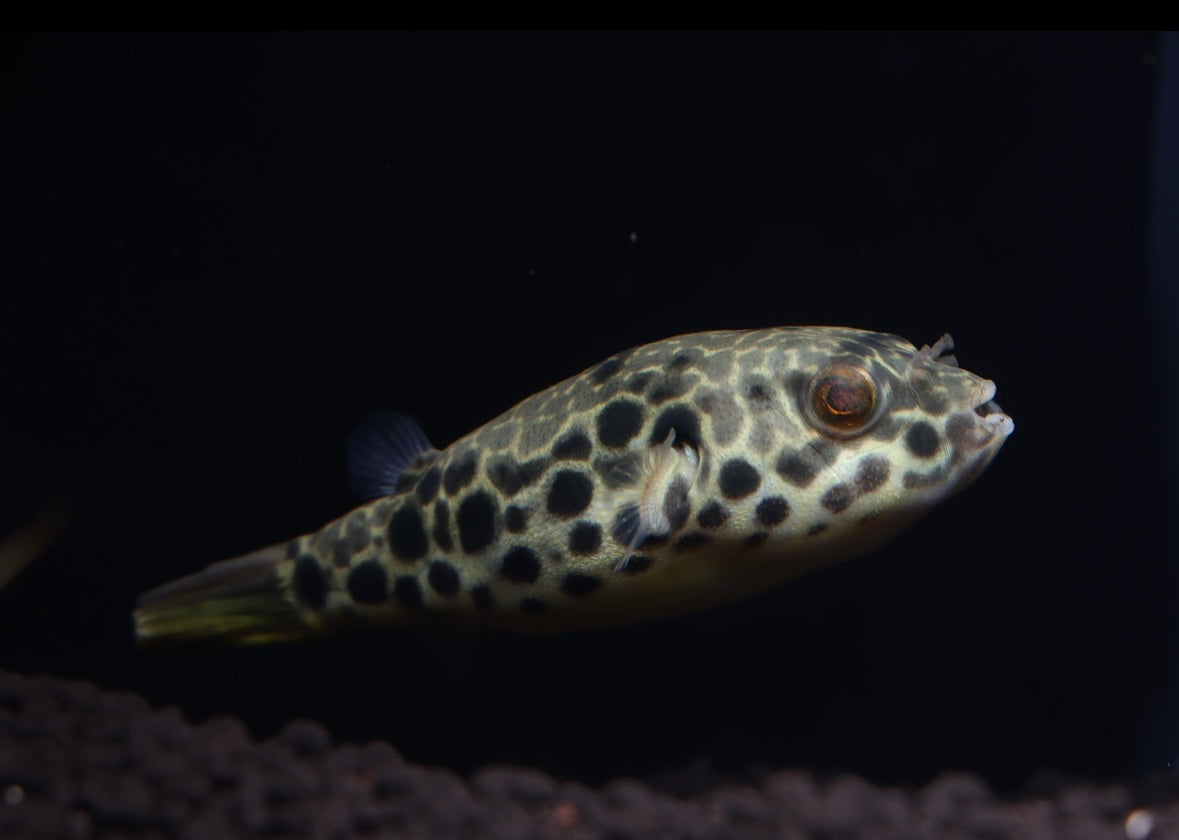 Tetraodon Schoutedeni Puffer Fish