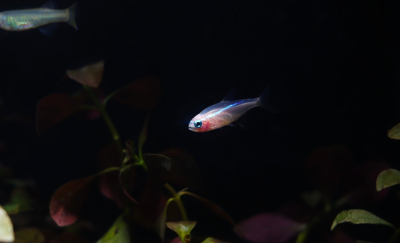 Gold Neon Tetra