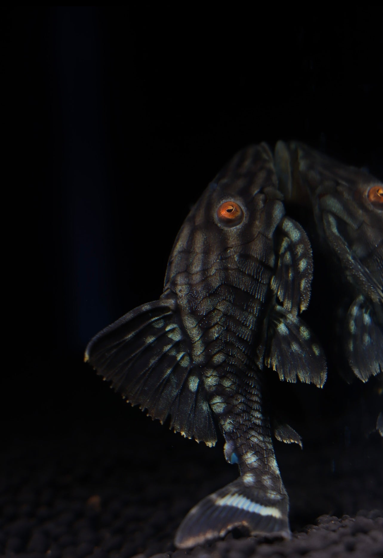 Half Spotted Watermelon Plecostomus L330