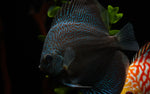 Load image into Gallery viewer, Blue Snakeskin Discus
