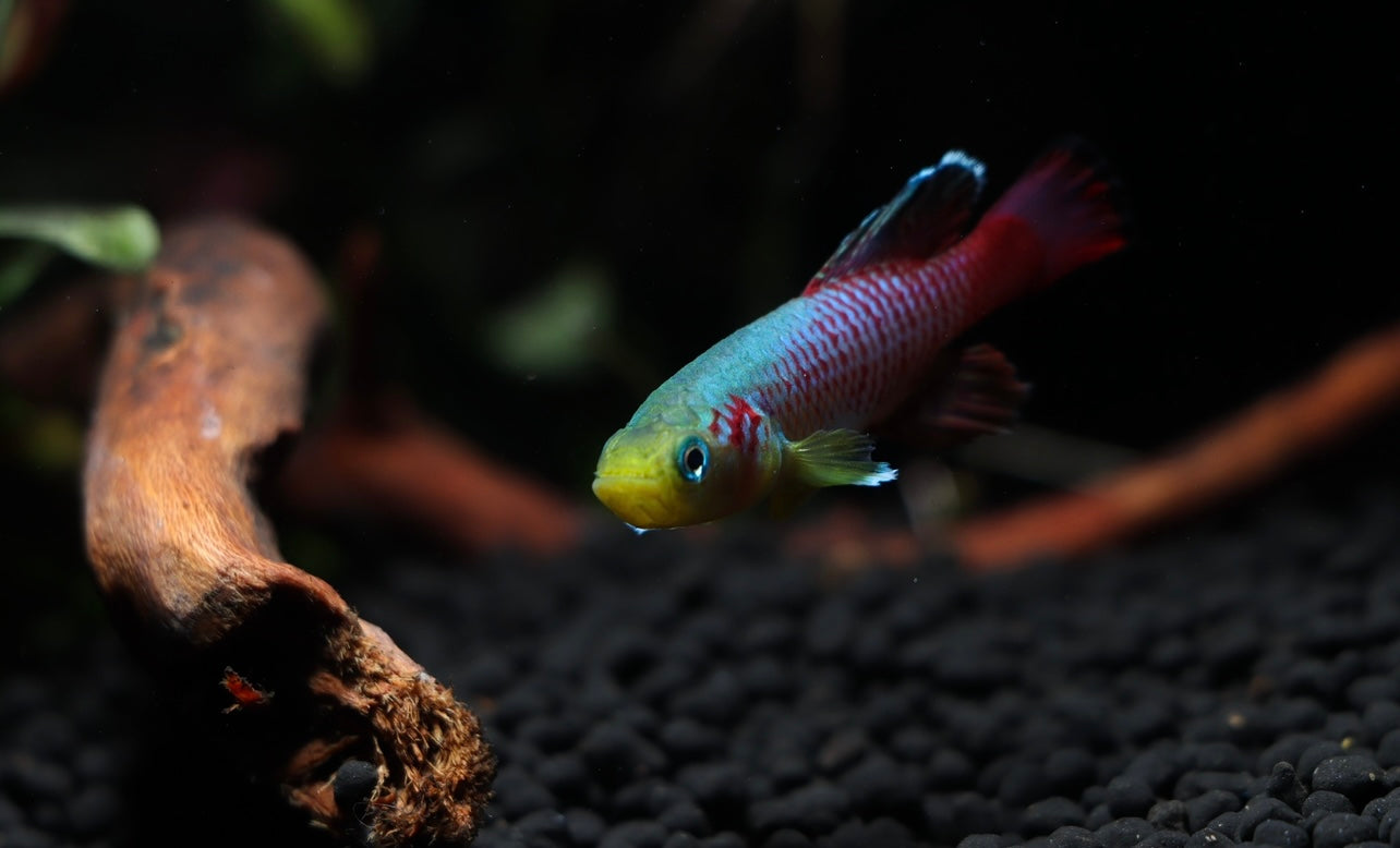 Nothobranchius guentheri "Guenther's Killifish" Pair