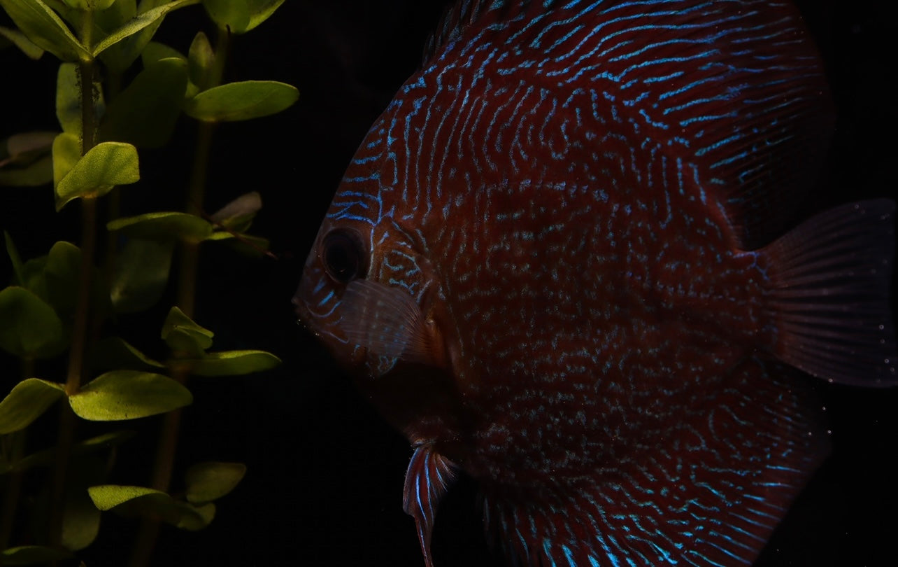 Red Snakeskin Discus
