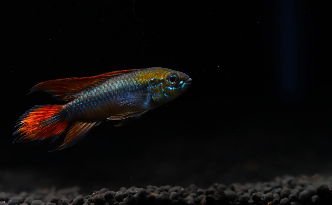 Apistogramma Agassizii "Double Red"