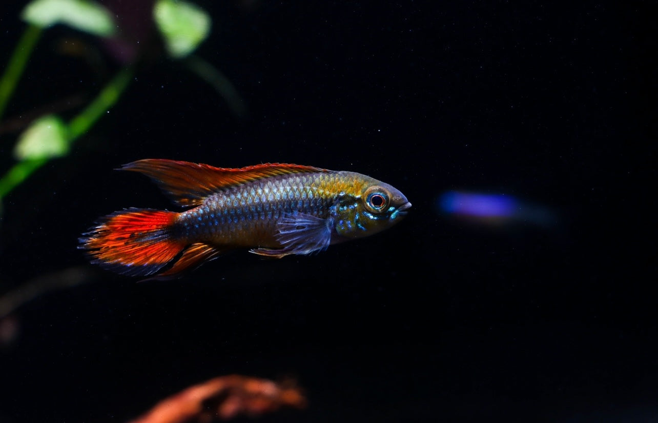 Apistogramma Agassizii "Double Red"