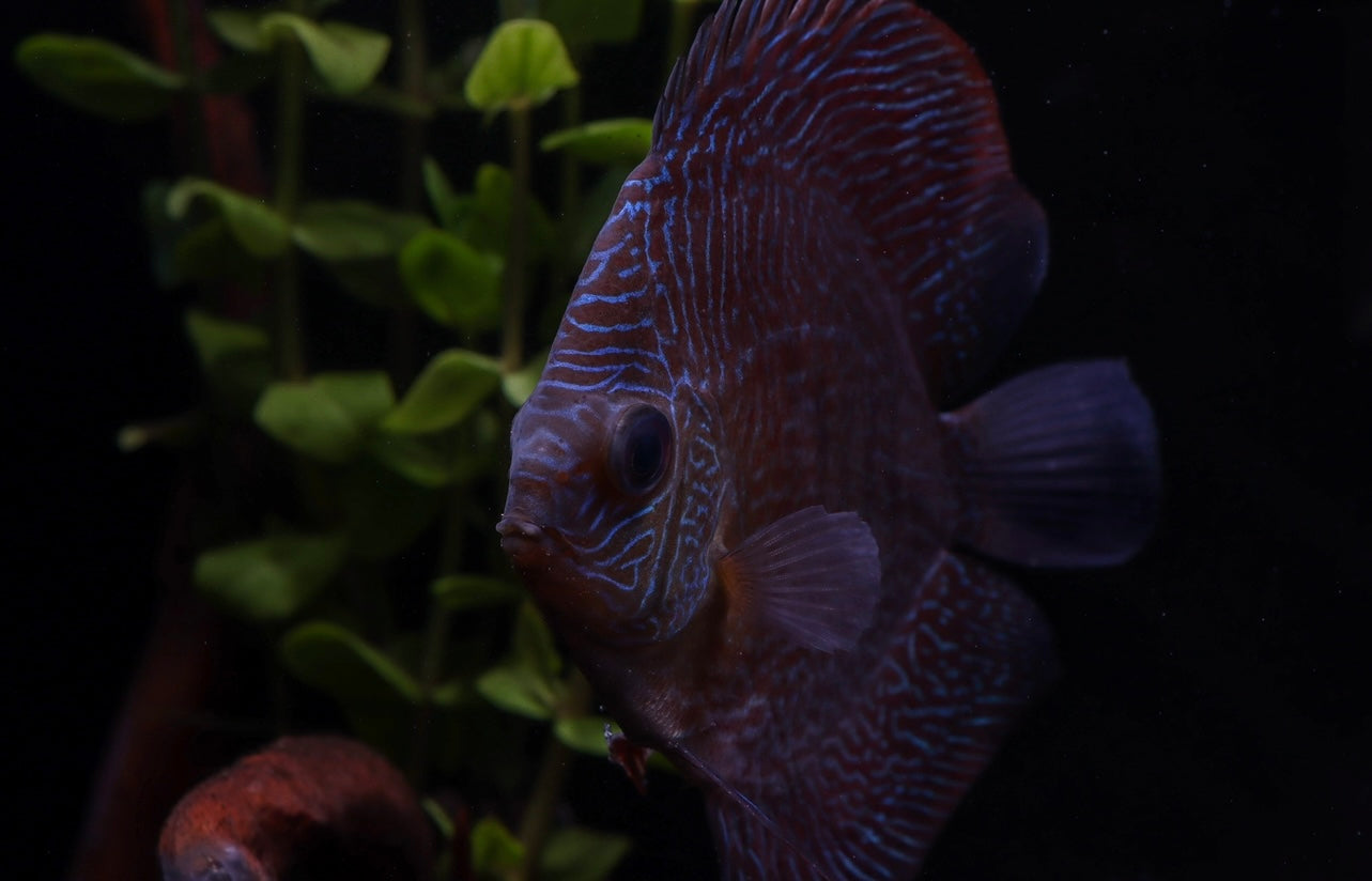 Red Snakeskin Discus