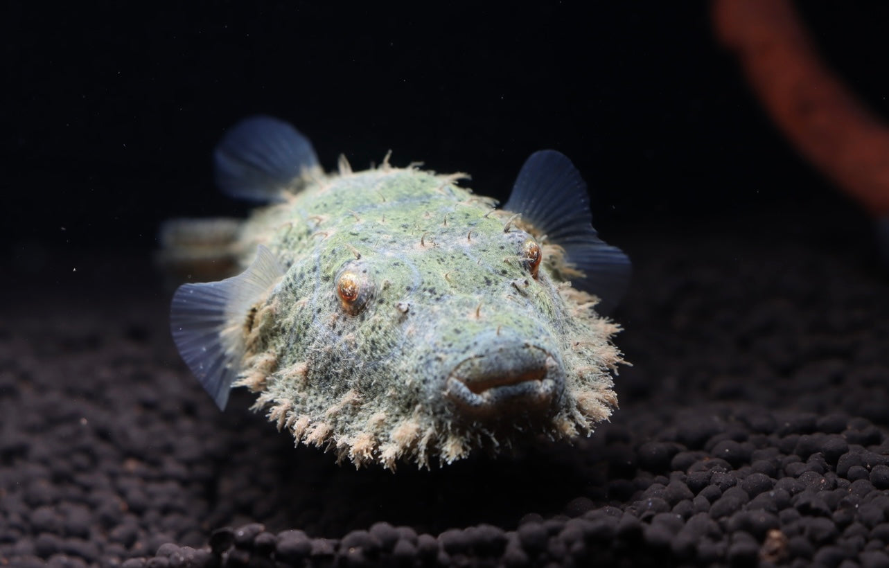 Hairy Puffer Fish