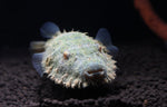 Load image into Gallery viewer, Hairy Puffer Fish
