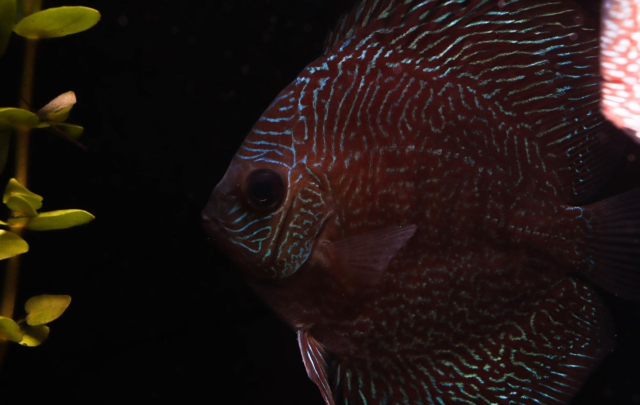 Red Snakeskin Discus