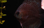 Load image into Gallery viewer, Red Snakeskin Discus
