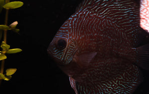 Red Snakeskin Discus