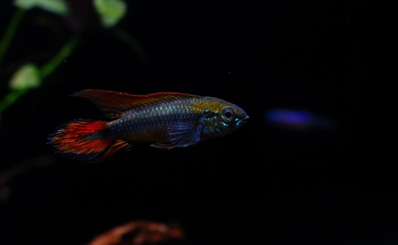 Apistogramma Agassizii "Double Red"